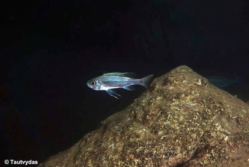 Haplotaxodon microlepis 'Jakobsen's Beach'
